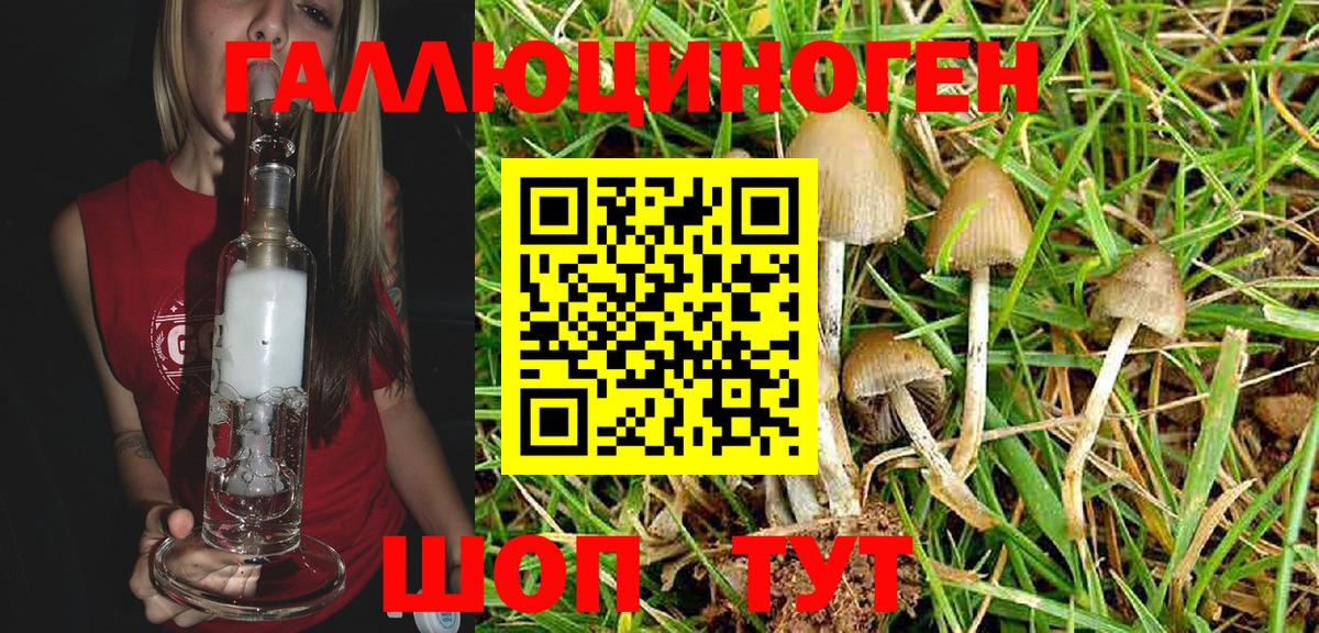 Псилоцибиновые грибы Psilocybine cubensis  Вход с VPN  Мурманск 